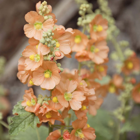 Globemallow (Sphaeralcea munroana) – drought-tolerant native orange wildflower